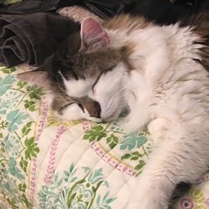 Meet your Posher, Sunny